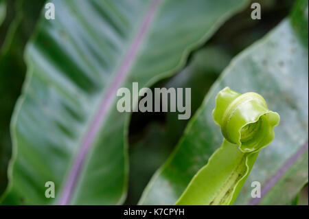 ASPLENIUM; ENTFALTUNG BIRD'S NEST FARN WEDEL Stockfoto