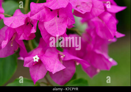 Lila BOUGAINVILLEA Stockfoto