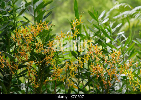 Gelbe DENDROBIUM Orchideen Stockfoto