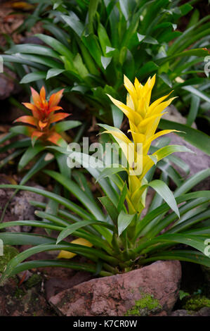 GUZMANIA ARTEN Stockfoto