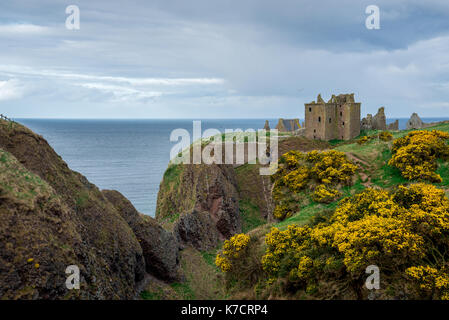 Gelbe Blüten vor Dunnottar Castle im Frühjahr, Stonehaven, Schottland Stockfoto