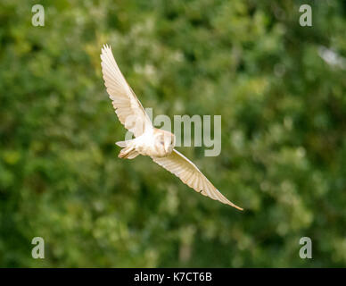 Schleiereule im Flug Fotografie in Levington/Suffolk/East Anglia/Osten von England Großbritannien Stockfoto