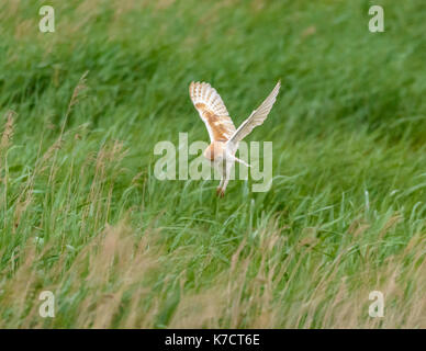 Schleiereule im Flug Fotografie in Levington/Suffolk/East Anglia/Osten von England Großbritannien Stockfoto