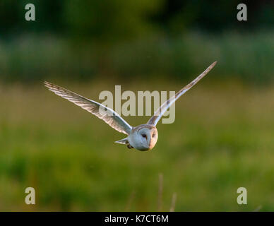 Schleiereule im Flug Fotografie in Levington/Suffolk/East Anglia/Osten von England Großbritannien Stockfoto