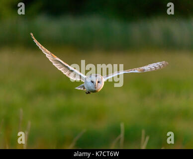 Schleiereule im Flug Fotografie in RSPB Minsmere/Suffolk/East Anglia/Osten von England Großbritannien Stockfoto