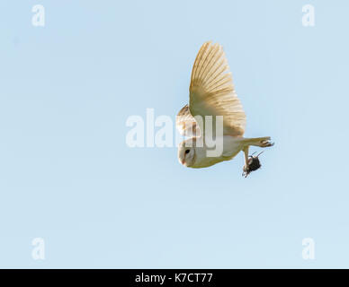 Schleiereule im Flug Fotografie in Levington/Suffolk/East Anglia/Osten von England Großbritannien Stockfoto