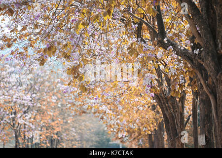 Blatt Farbe ändern und blühende Blumen im Frühling Garten. Stockfoto