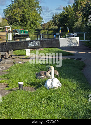 Nach Mute swan und Cygnets Stockfoto