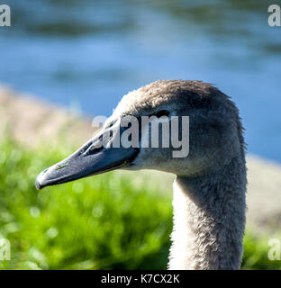 Profil von Swan cygnet Stockfoto