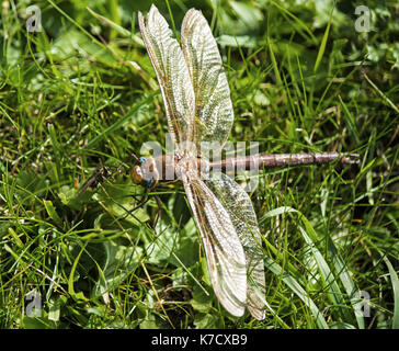 Braune Hawker Libelle Stockfoto