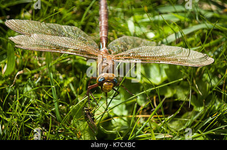 Braune Hawker Libelle Stockfoto