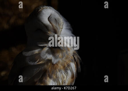 Madrid, Spanien. 14 Sep, 2017. Eine Schleiereule (Tyto alba) stellte in seinem Gehäuse am Zoo Madrid. Credit: Jorge Sanz/Pacific Press/Alamy leben Nachrichten Stockfoto