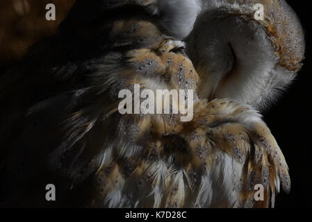 Madrid, Spanien. 14 Sep, 2017. Eine Schleiereule (Tyto alba) stellte in seinem Gehäuse am Zoo Madrid. Credit: Jorge Sanz/Pacific Press/Alamy leben Nachrichten Stockfoto