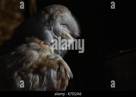 Madrid, Spanien. 14 Sep, 2017. Eine Schleiereule (Tyto alba) stellte in seinem Gehäuse am Zoo Madrid. Credit: Jorge Sanz/Pacific Press/Alamy leben Nachrichten Stockfoto