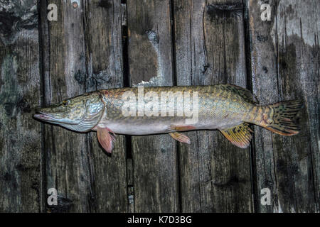 Donau, Serbien - Hecht (Esox lucius) Nachts eingehängt und auf einem Holzdeck kurz vor Release vorgestellt Stockfoto