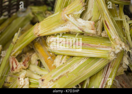 Zuckerrohr bagasse, Quelle der süßen Zucker für Ernährung und Natur Fibre recyceln für Biokraftstoff Zellstoff- und Baustoffe. Stockfoto