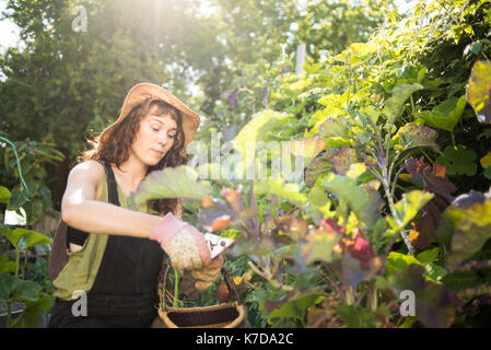 Frau Beschneidung Pflanzen im Garten während der sonnigen Tag Stockfoto