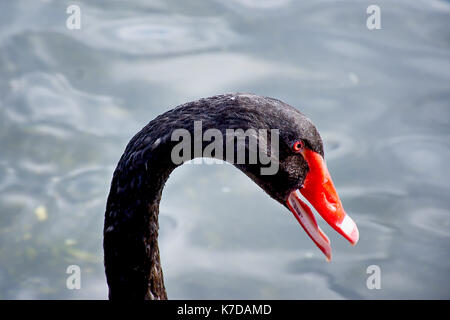 Black Swan mit offenem Schnabel in St. James's Park, London, Vereinigtes Königreich, Sommer 2017. Black Swan portrait. Natur Uk. britischen Wildnis. Wildlife Uk. Stockfoto