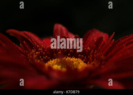 Nahaufnahme von Gerbera Daisy vor schwarzem Hintergrund Stockfoto