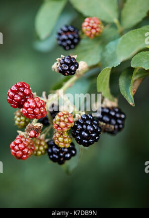 Rot und Schwarz wilden Brombeeren wachsen im Garten. Reife und Unreife Brombeere auf der Bush. Stockfoto