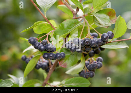 Aronia Beeren (Aronia melanocarpa, schwarze Apfelbeere) wächst im Garten. Zweig gefüllt mit Aronia Beeren. Stockfoto