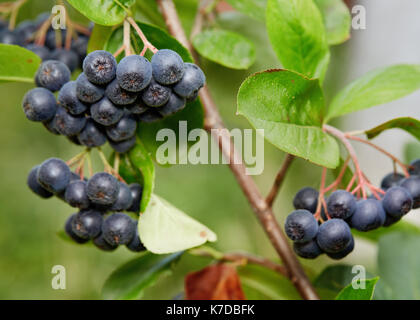 Aronia Beeren (Aronia melanocarpa, schwarze Apfelbeere) wächst im Garten. Zweig gefüllt mit Aronia Beeren. Stockfoto