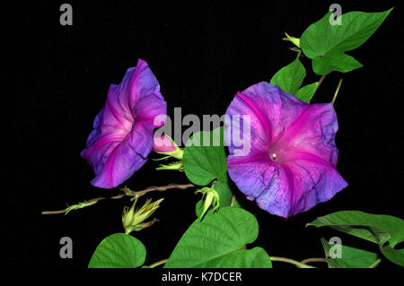 Morning glory Heavenly Blue (ipomoea tricolor) Stockfoto