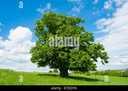 Alte großblättrige Linde (Tilia platyphyllos), einsamer Baum, 400 Jahre alt, Thüringen, Deutschland Stockfoto