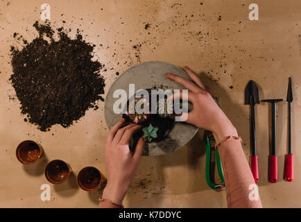 Ansicht von oben von Frau Pflanzen sukkulente Pflanze in konkreten Topf auf Tabelle Stockfoto