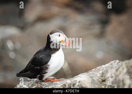 Papageitaucher (Fratercula arctica) auf Rock, Insel Flatey, Flatey, Westfjorde, Island Stockfoto