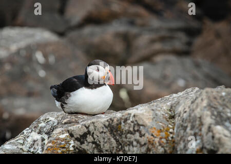 Papageitaucher (Fratercula arctica) auf Rock, Insel Flatey, Flatey, Westfjorde, Island Stockfoto