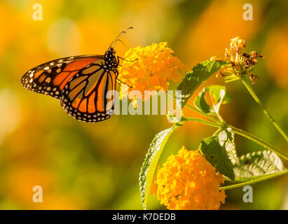 Monarch-Schmetterling Stockfoto