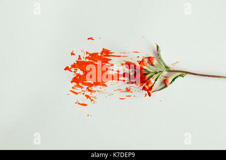 Ansicht der Anlage mit orange Farbe auf weißem Hintergrund Stockfoto