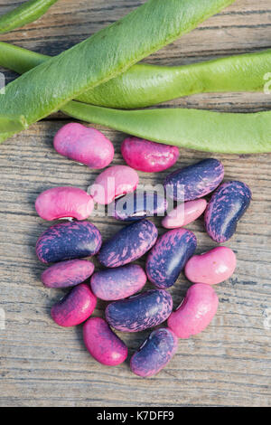 Phaseolus coccineus. Die prunkbohne Scarlet Emperor" Saatgut und Samenkapseln. Stockfoto