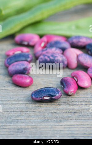 Phaseolus coccineus. Die prunkbohne Scarlet Emperor" Saatgut und Samenkapseln. Stockfoto