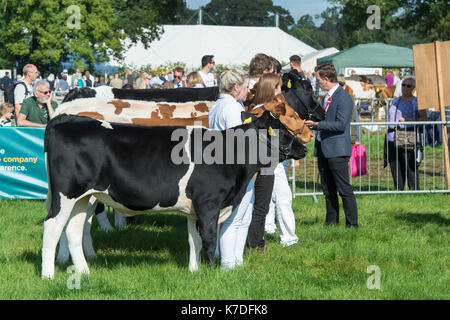 Bos taurus. Milchvieh an Moreton in Marsh Land zeigen, Cotswolds, Gloucestershire gezeigt wird. Großbritannien Stockfoto