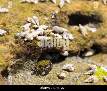 Marine leben. Kleine Krabbe auf Reef getarnt. Grüne Farbe und Muscheln umgeben. Stockfoto