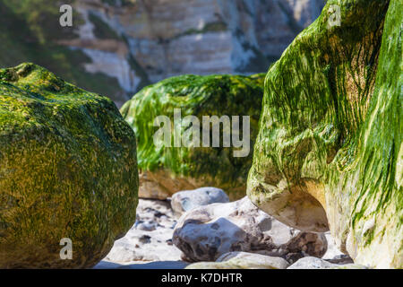 Abstrakte Detail der Felsen durch Algen bei Ebbe abgedeckt auf einem entfernten Strand in der Normandie im Norden Frankreichs. Stockfoto