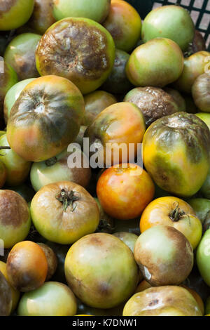 Krankheiten Von Tomato. Tomatenstoffe Phytophthora (Phytophthora Infestans) In Der Plaztic Box Close Up. Kampf Gegen Phytophthora. Stockfoto