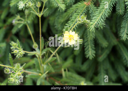 Zuchtsorte strauchigen cinquefoil oder Dasiphora fruticosa Stockfoto