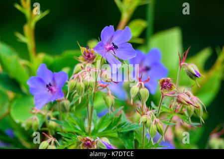 Lila Blume von Geranium pratense im Feld Stockfoto