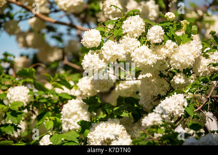 Blumen der Viburnum opulus Sterilis gegen Sky Stockfoto