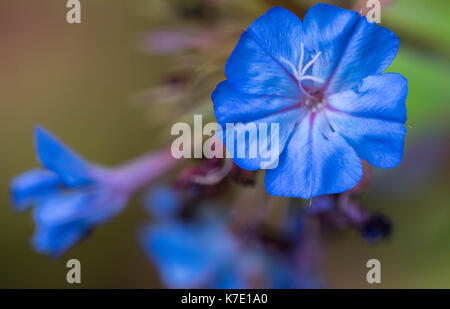 Makro Fotografie von einem immergrünen Alkanet Stockfoto