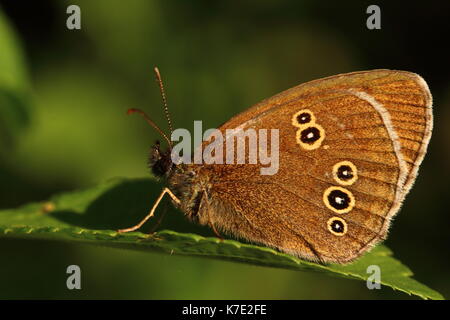 Ringel-Schmetterling Stockfoto