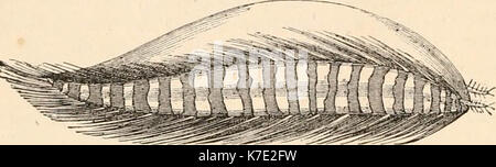 "Hardwicke's Science - Klatsch: Eine illustrierte Medium der Interchange und Klatsch für Studierende und Liebhaber der Natur" (1884) Stockfoto