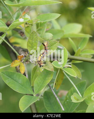 Haarige Vaporer motte Caterpillar mit Schwarz und Creme Haare gelb Büschel rote Flecken schwarzen Kopf Büschel und eine braune Büschel Schwanz auf einem goldregen Baum Stockfoto