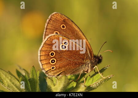 Ringel-Schmetterling Stockfoto