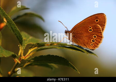 Ringel-Schmetterling Stockfoto