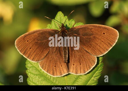 Ringel-Schmetterling Stockfoto