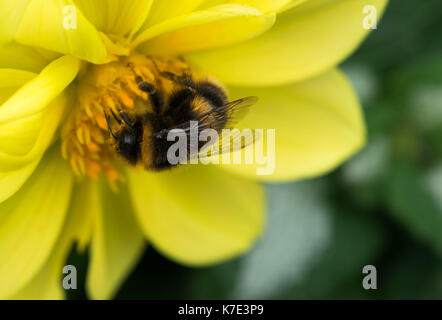 Bienen Nektar sammeln auf schöne Blumen. Stockfoto